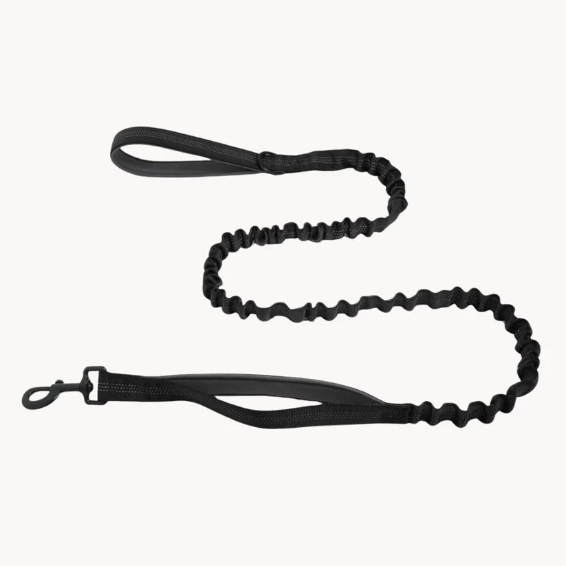 🎁 Laisse élastique Domylea GRATUITE
